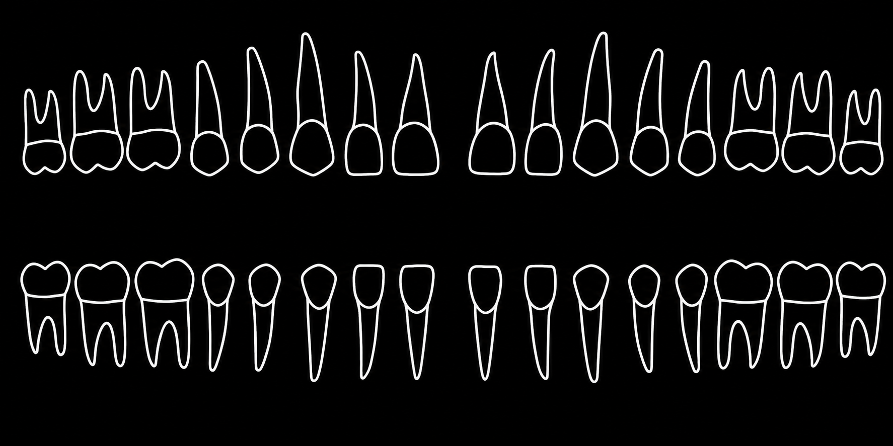 Adult tooth chart